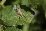 5dt39743 - Uromenus rugosicollis