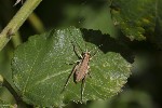 5dt39758 - Uromenus rugosicollis