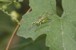 5dt39762 - Uromenus rugosicollis
