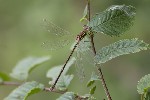 5dt39810 - Lestes barbarus