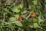 5dt39839 - Lysimachia arvensis