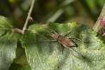 5dt39841 - Uromenus rugosicollis
