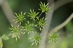 5dt39845 - Chaerophyllum temulum