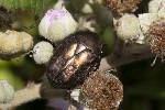 5dt39855 - Cetonia aurata