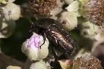 5dt39859 - Cetonia aurata