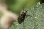 5dt39882 - Pherbellia cinerella