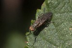 5dt39905 - Pherbellia cinerella