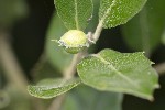 5dt39911 - Plagiotrochus australis