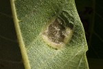 5dt39931 - Aceria erinea