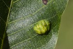 5dt39933 - Aceria erinea