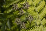 5dt40001 - Torilis arvensis