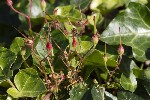 5dt40072 - Geranium purpureum