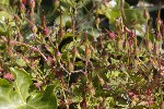 5dt40075 - Geranium purpureum