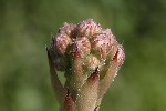 5dt40079 - Sempervivum tectorum
