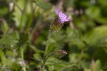 5dt40080 - Geranium purpureum