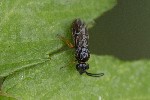 5dt40096 - Sterictiphorinae