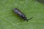 5dt40100 - Sterictiphorinae