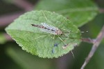 5dt40124 - Chironomini
