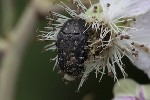 5dt40131 - Oxythyrea funesta