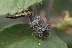 5dt40145 - Rhaphigaster nebulosa