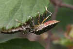 5dt40153 - Rhaphigaster nebulosa