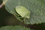 5dt40168 - Nezara viridula