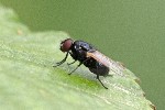 5dt40177 - Minettia longipennis