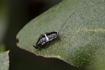 5dt40194 - Planuncus vinzi