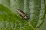 5dt40216 - Agrilus sp.