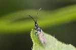 5dt40218 - Coptera sp.
