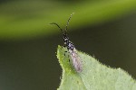 5dt40232 - Coptera sp.