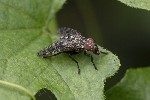 5dt40241 - Platystoma lugubre