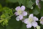 5dt40261 - Rubus ulmifolius