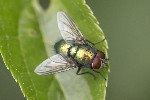 5dt40278 - Lucilia sp.