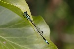 5dt40294 - Ischnura elegans