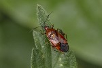 5dt40304 - Deraeocoris ruber