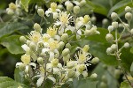 5dt40317 - Clematis vitalba