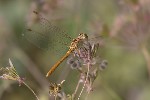5dt40327 - Sympetrum fonscolombii