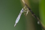 5dt40378 - Leptogaster subtilis