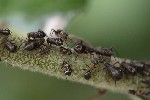 5dt40386 - Lachnus iliciphilus