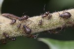 5dt40405 - Lachnus iliciphilus