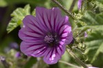 5dt40454 - Malva sylvestris