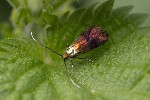5dt40471 - Nemophora minimella