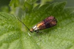 5dt40486 - Nemophora minimella