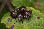 5dt40517 - Picromerus bidens