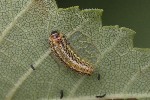 5dt40529 - Xanthogaleruca luteola