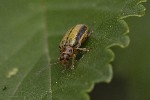 5dt40541 - Xanthogaleruca luteola