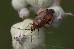 5dt40603 - Deraeocoris ruber