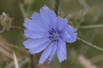 5dt40628 - Cichorium endivia