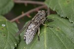 5dt40680 - Tabanus autumnalis